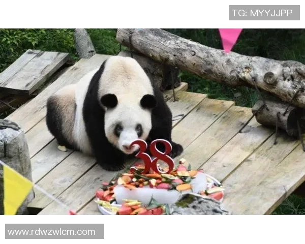 足球星熊猫：一只逆袭成足球界传奇的神奇动物故事